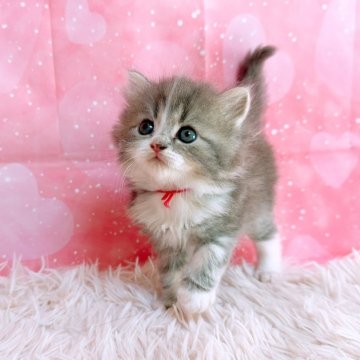 スコティッシュフォールド(立ち耳)【三重県・男の子・2025年10月26日・ブルータビー&ホワイト（ロングヘア）】の写真「愛くるしいスコティッシュ」