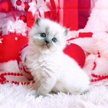 サイベリアン【三重県・女の子・2025年10月30日・シールリンクスポイント（ネヴァマスカレード）】の写真「薄い優しい色合いの美猫✨」