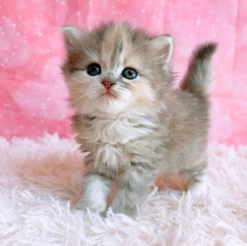 スコティッシュフォールド(立ち耳)【三重県・女の子・2025年10月26日・ブルーパッチドタビー&ホワイト（ロングヘア）】の写真「愛くるしいスコティッシュ」