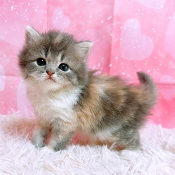 スコティッシュフォールド(立ち耳)【三重県・女の子・2025年10月26日・ブルーパッチドタビー&ホワイト（ロングヘア）】の写真「愛くるしいスコティッシュ」