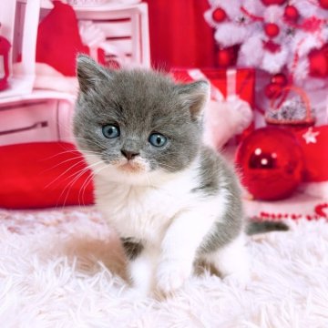 ブリティッシュショートヘア【三重県・男の子・2025年11月5日・ブルー&ホワイト】の写真「個性的マスクマン💕」