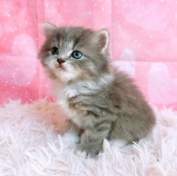 スコティッシュフォールド(立ち耳)【三重県・男の子・2025年10月26日・ブルータビー&ホワイト（ロングヘア）】の写真「愛くるしいスコティッシュ」