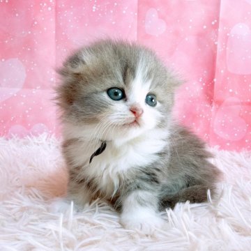 スコティッシュフォールド(折れ耳)【三重県・男の子・2025年10月26日・ブルータビー&ホワイト（ロングヘア）】の写真「愛くるしいスコティッシュ」