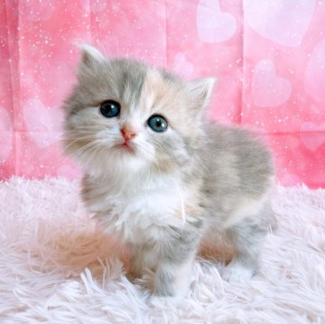 スコティッシュフォールド(立ち耳)【三重県・女の子・2025年10月26日・ブルーパッチドタビー&ホワイト（ロングヘア）】の写真「愛くるしいスコティッシュ」