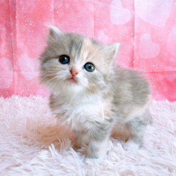 スコティッシュフォールド(立ち耳)【三重県・女の子・2025年10月26日・ブルーパッチドタビー&ホワイト（ロングヘア）】の写真「愛くるしいスコティッシュ」