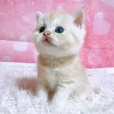 スコティッシュフォールド(立ち耳)
