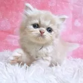 ペルシャ