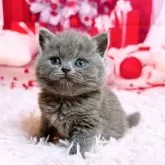 ブリティッシュショートヘア