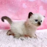 サイベリアン