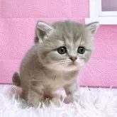 スコティッシュフォールド(立ち耳)【三重県・女の子・2025年2月28日・ブルークリームタビー】の写真2