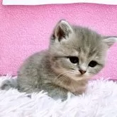 スコティッシュフォールド(立ち耳)【三重県・女の子・2025年2月28日・ブルークリームタビー】の写真3