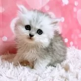 ペルシャ(チンチラ)【三重県・女の子・2025年5月21日・チンチラシルバー】の写真4