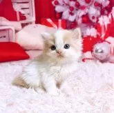 スコティッシュフォールド(立ち耳)【三重県・男の子・2025年11月8日・クリーム&ホワイト】の写真5