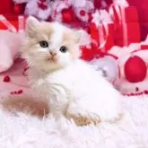 スコティッシュフォールド(立ち耳)【三重県・男の子・2025年11月8日・クリーム&ホワイト】の写真8