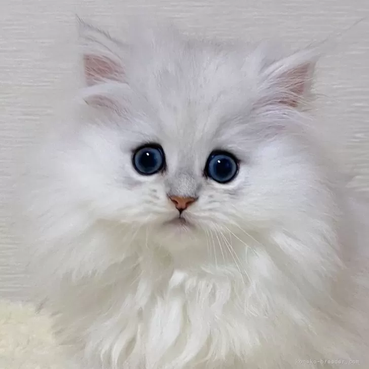 ID：2503-02992の子猫