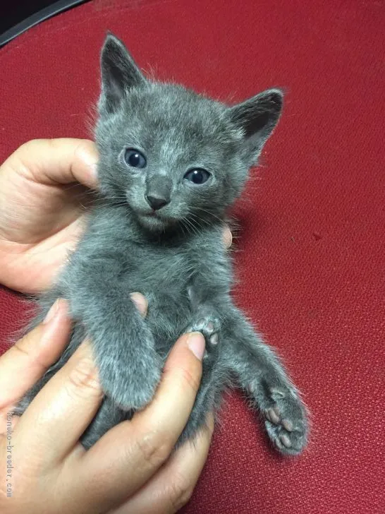 ID：1905-01813の子猫