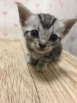 アメリカンショートヘア【岡山県・男の子・2019年6月13日・シルバータビー】の写真「大人しくて可愛い。」