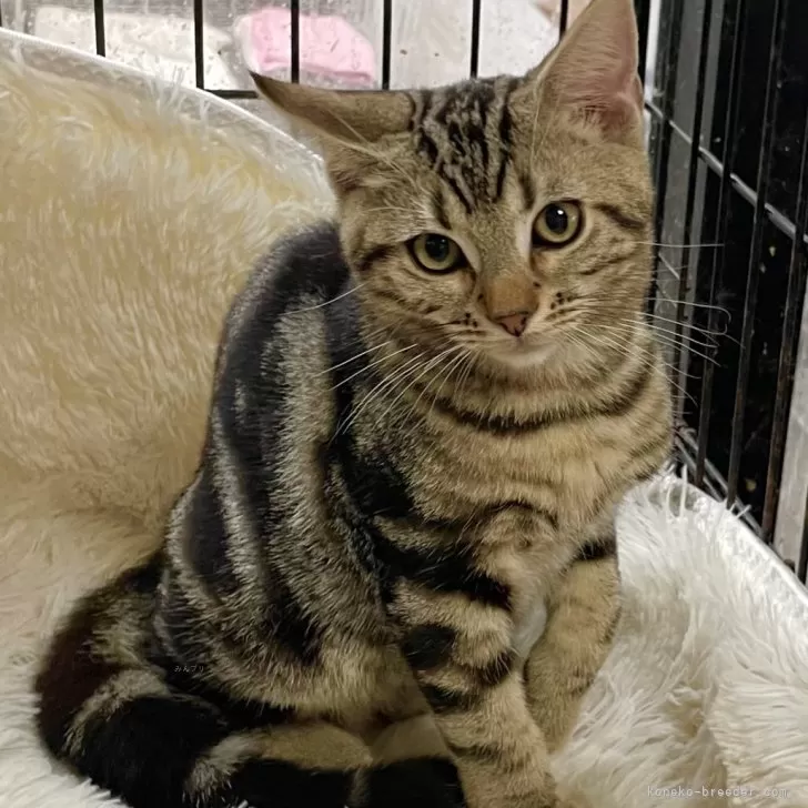 アメリカンショートヘア【岡山県・男の子・2025年5月18日・ブラウンタビー】の写真1