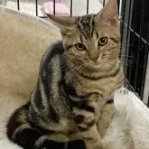 アメリカンショートヘア