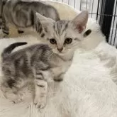 アメリカンショートヘア