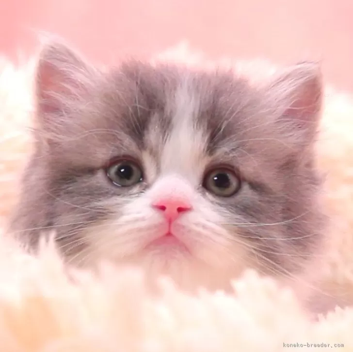 ID：2408-01024の子猫