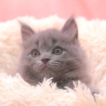 サイベリアン【茨城県・男の子・2024年6月6日・ブルータビ―】の写真「詳しくは動画をチェック！！」