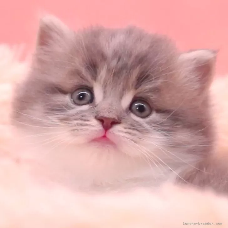 Y.H 様のお迎えした子猫