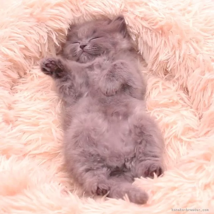 ID：2504-00204の子猫