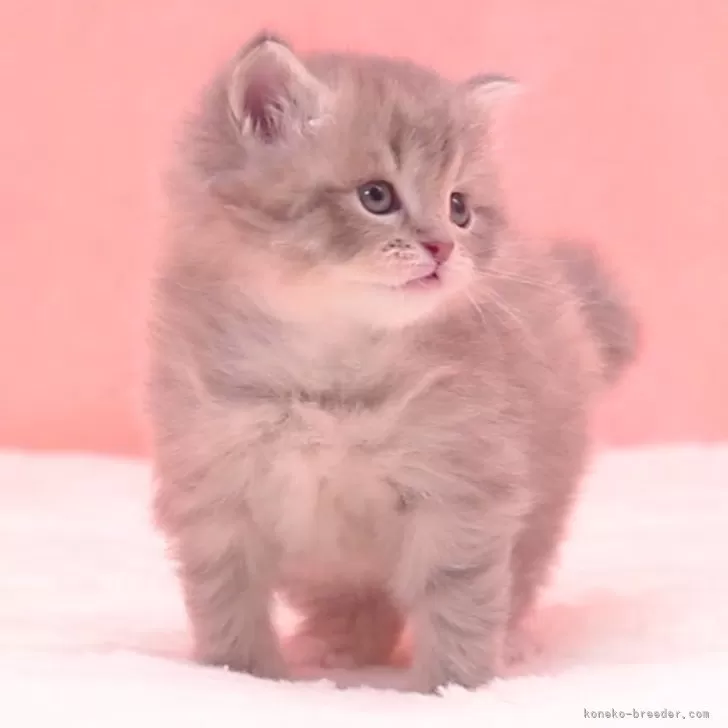 ID：2412-02129の子猫