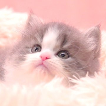 サイベリアン【茨城県・男の子・2025年2月17日・ブルータビー&ホワイト】の写真「詳しくは動画をチェック！！」