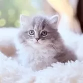 サイベリアン