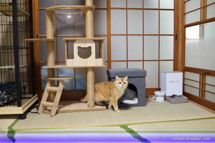 程　代斌(てい　だいひん)ブリーダー(茨城県・ブリティッシュショートヘアなど・CFA登録)の紹介写真4