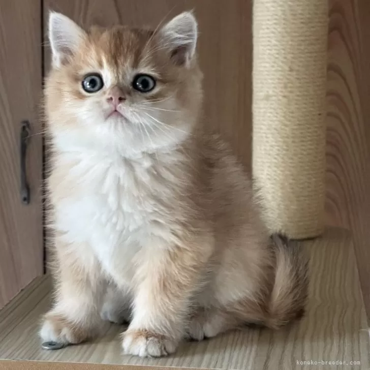 ID：2412-00613の子猫