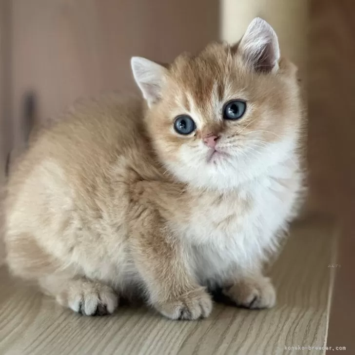 Y.N 様のお迎えした子猫