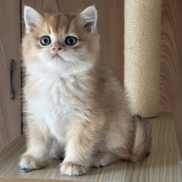 ブリティッシュショートヘア【茨城県・男の子・2024年10月12日・ゴールデン】の写真「父猫海外輸入で、すごく可愛い子です。」