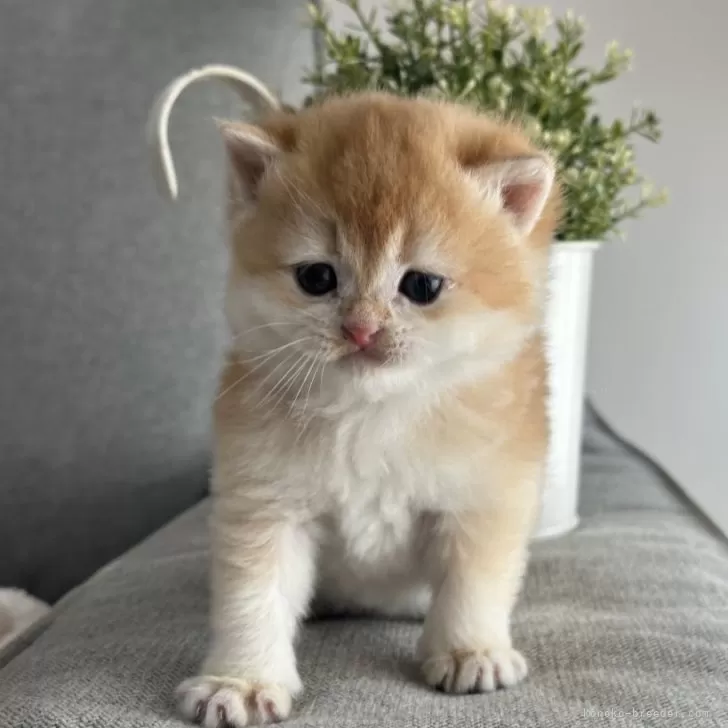 ID：2502-00950の子猫