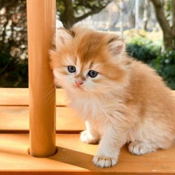 ブリティッシュショートヘア【茨城県・男の子・2025年1月10日・ゴールデン（被毛（長毛））】の写真「パパが海外輸入！丸顔ですごく可愛い男の子です。」