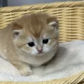 ブリティッシュショートヘア