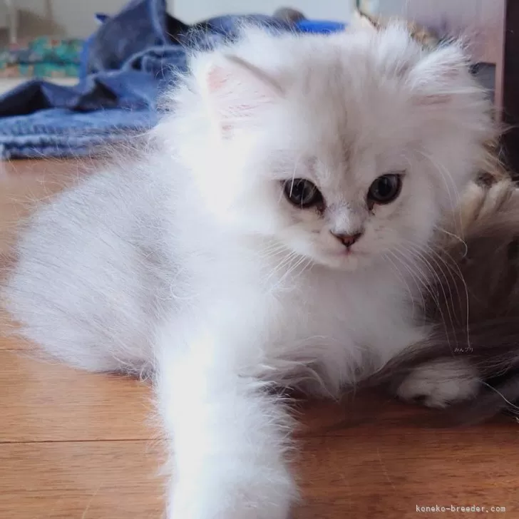 ID：2409-00205の子猫