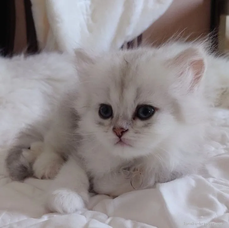 トコ 様のお迎えした子猫