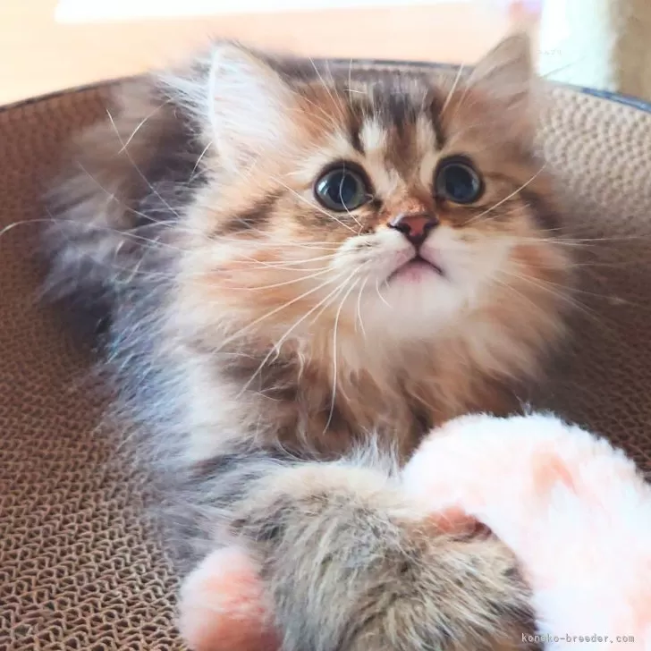 ID：2405-00093の子猫