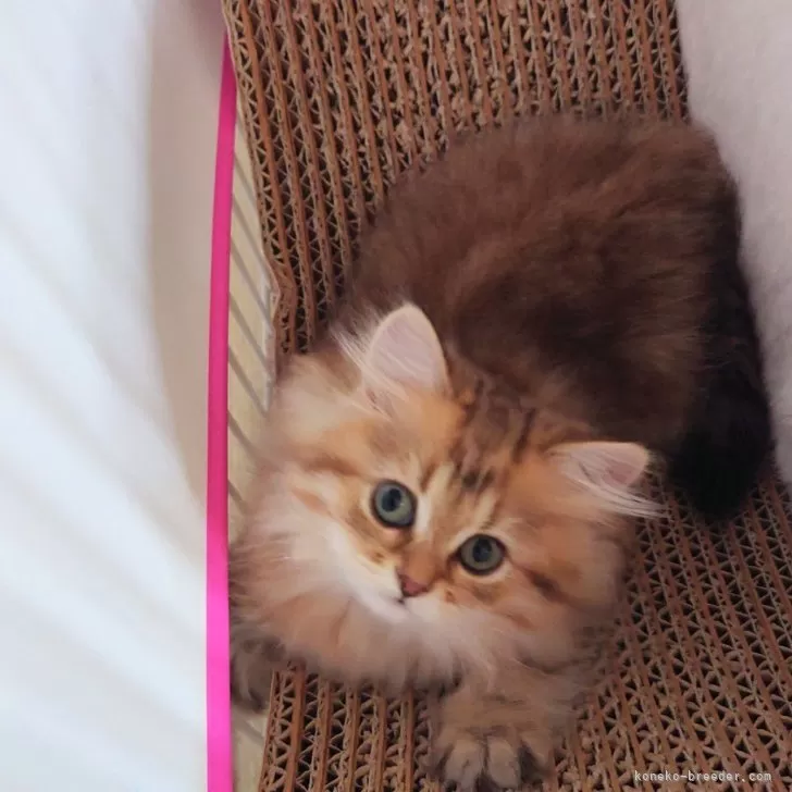 S.H 様のお迎えした子猫
