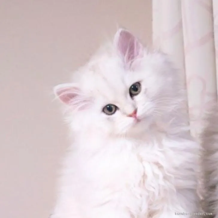 ID:2302-01919の子猫