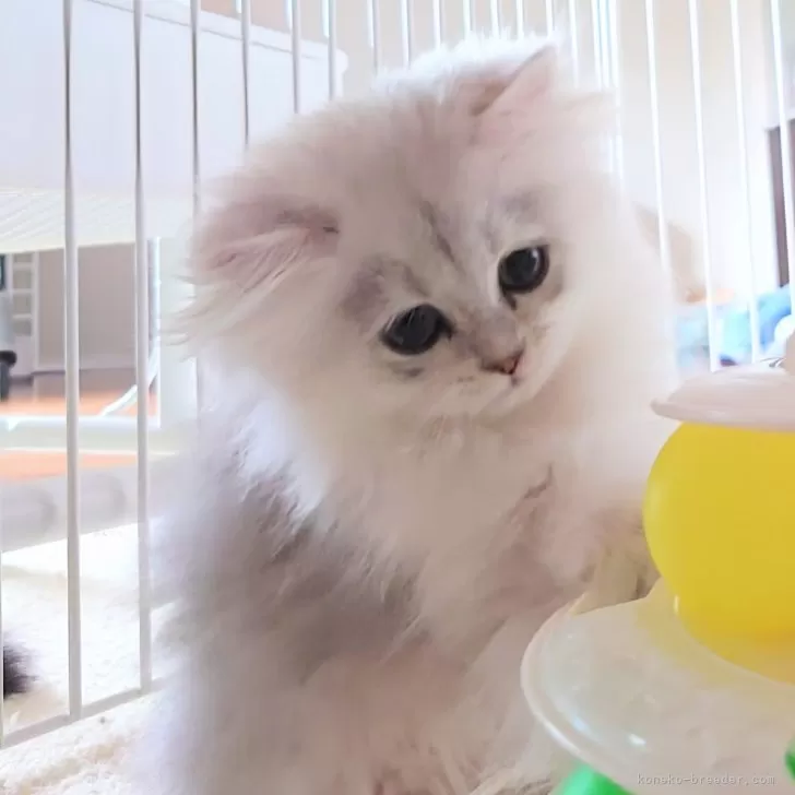 H.T 様のお迎えした子猫