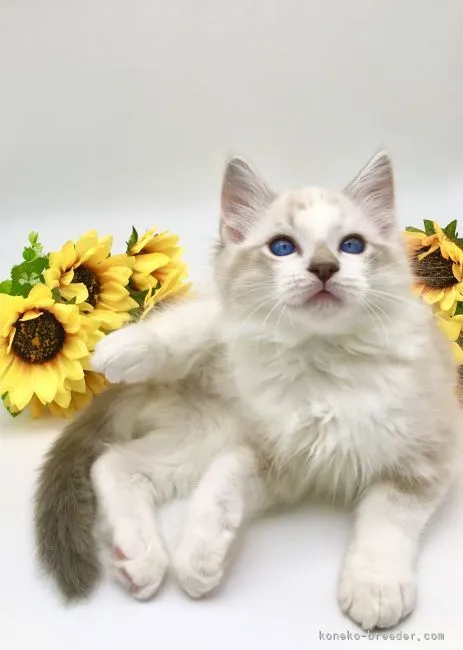 ID:2204-00273の子猫