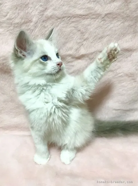 ID:2204-00271の子猫