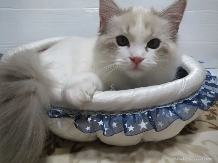 ID:2102-01418の子猫