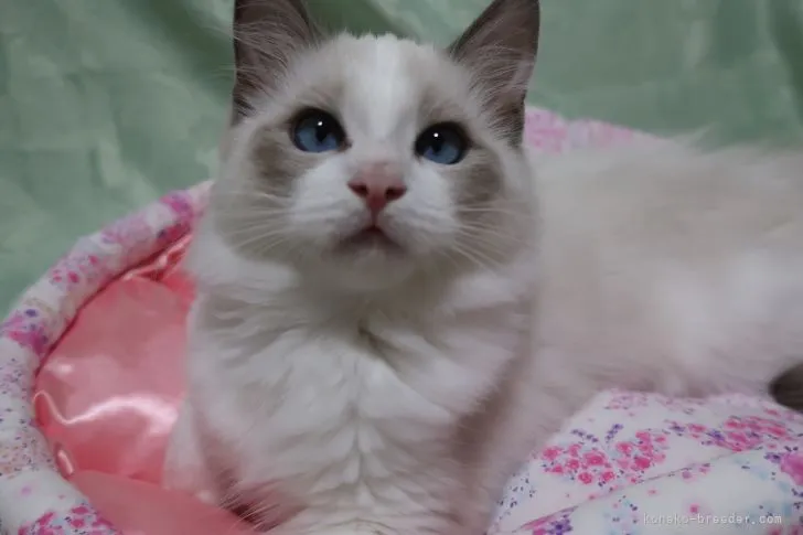 ID：2108-02408の子猫