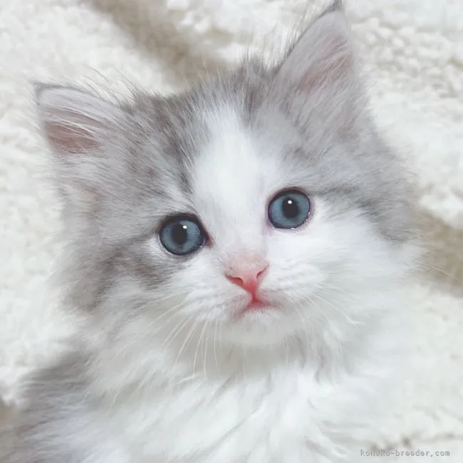 S.H 様のお迎えした子猫