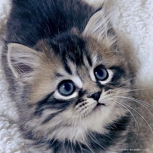 A.I. 様のお迎えした子猫